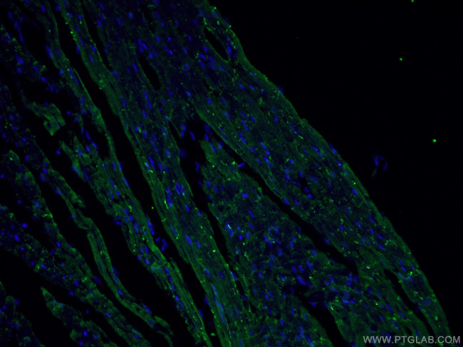 Connexin 43 Antibody in Immunohistochemistry (PFA fixed) (IHC (PFA))