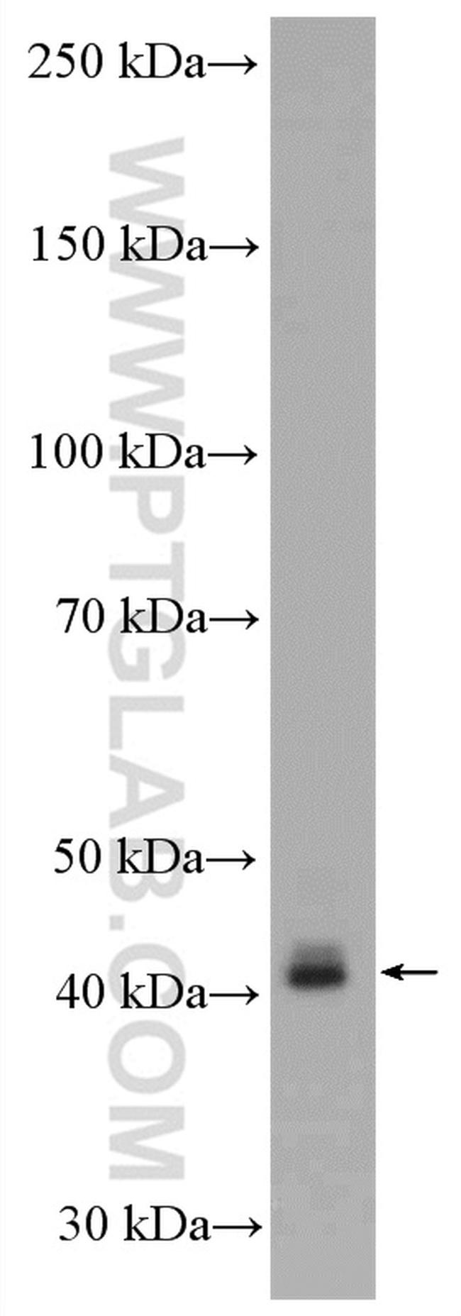 Connexin 43 Antibody in Western Blot (WB)