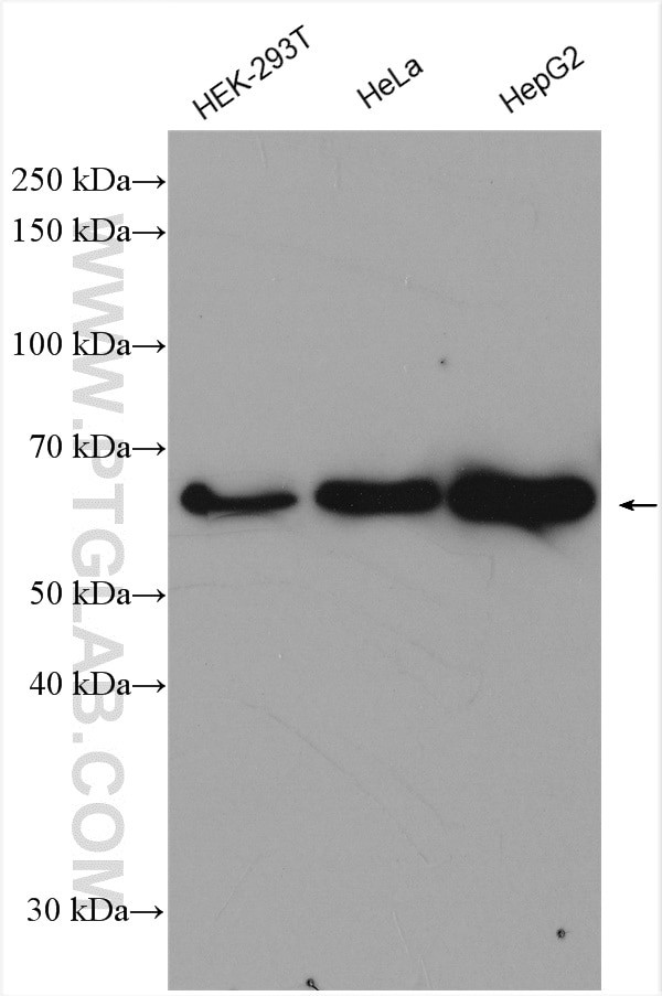 TRIM26 Antibody in Western Blot (WB)