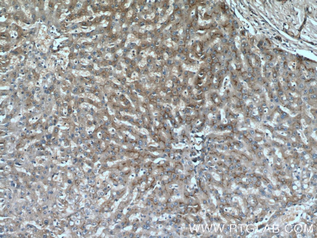 PCDH24 Antibody in Immunohistochemistry (Paraffin) (IHC (P))