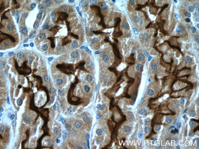 PCDH24 Antibody in Immunohistochemistry (Paraffin) (IHC (P))