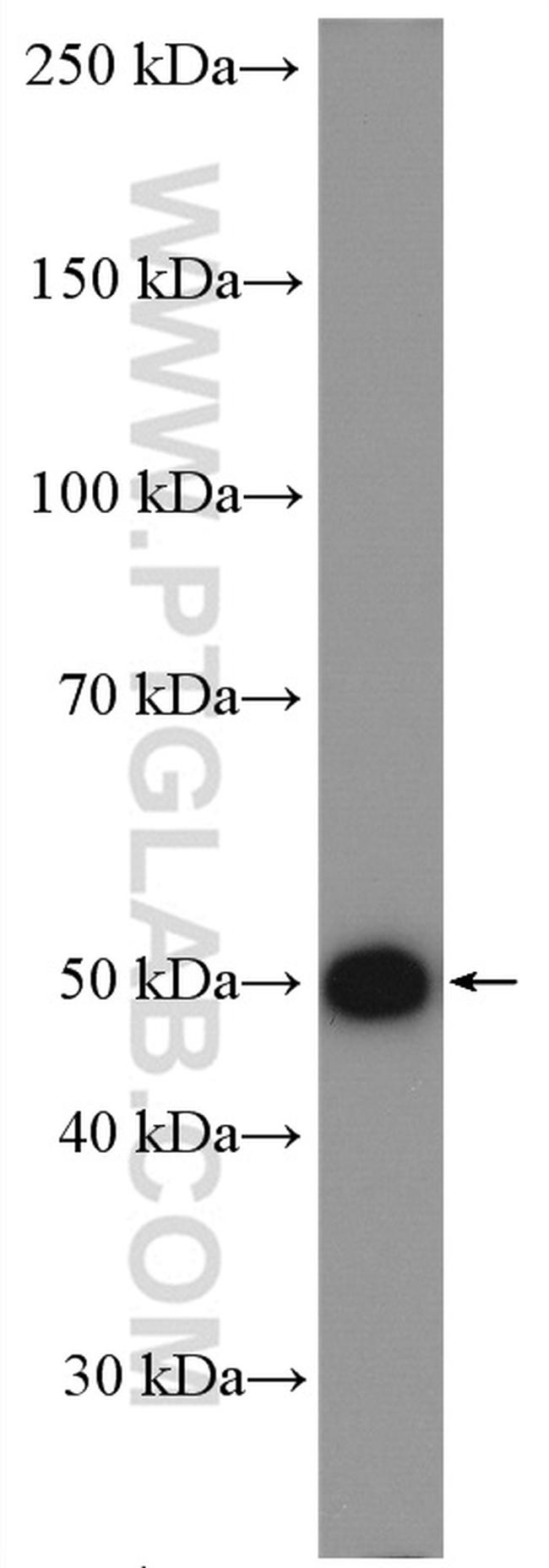 AP50 Antibody in Western Blot (WB)