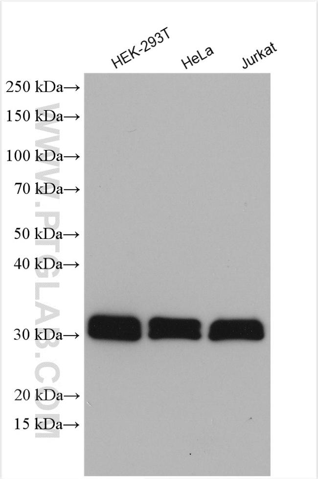 TMX1 Antibody in Western Blot (WB)