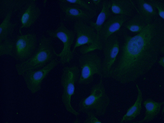 ARPM1 Antibody in Immunocytochemistry (ICC/IF)