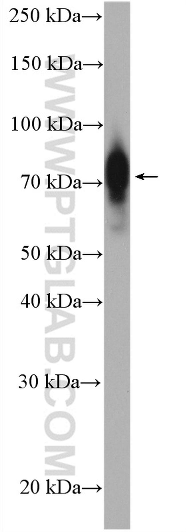 CRTC1 Antibody in Western Blot (WB)