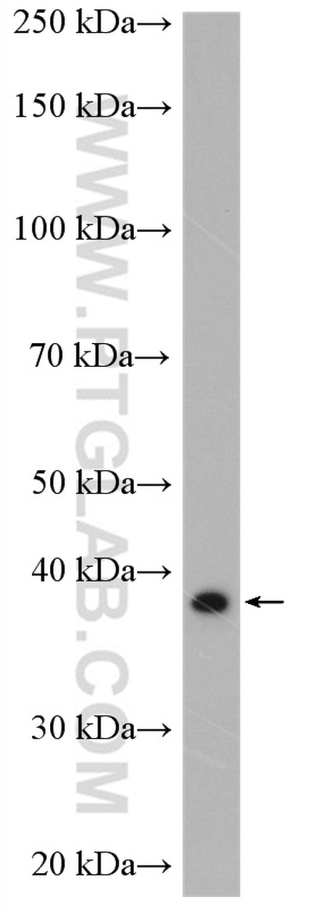 RyDEN Antibody in Western Blot (WB)