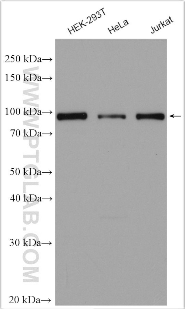L3MBTL3 Antibody in Western Blot (WB)