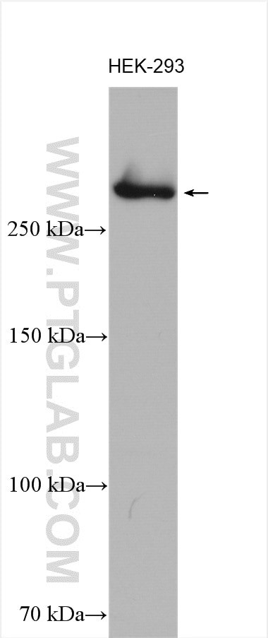 CENPE Antibody in Western Blot (WB)
