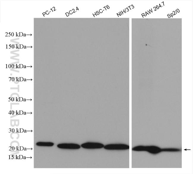 p21 Antibody in Western Blot (WB)