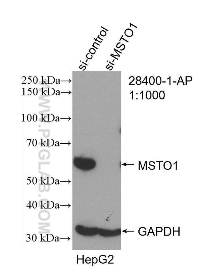 MSTO1 Antibody in Western Blot (WB)