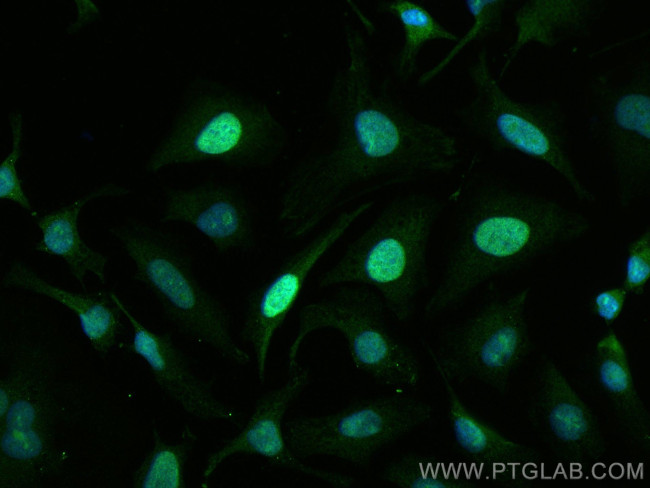 CENPF Antibody in Immunocytochemistry (ICC/IF)