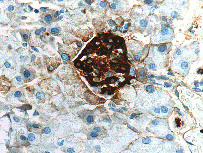 Ins1 Antibody in Immunohistochemistry (Paraffin) (IHC (P))