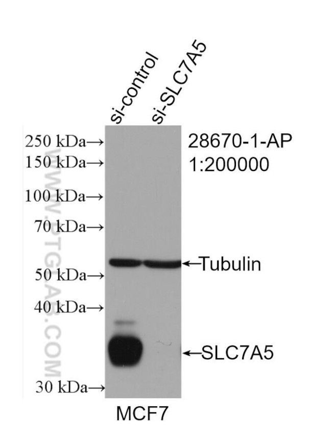 SLC7A5 Antibody in Western Blot (WB)