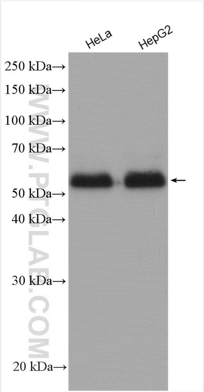 Ajuba Antibody in Western Blot (WB)