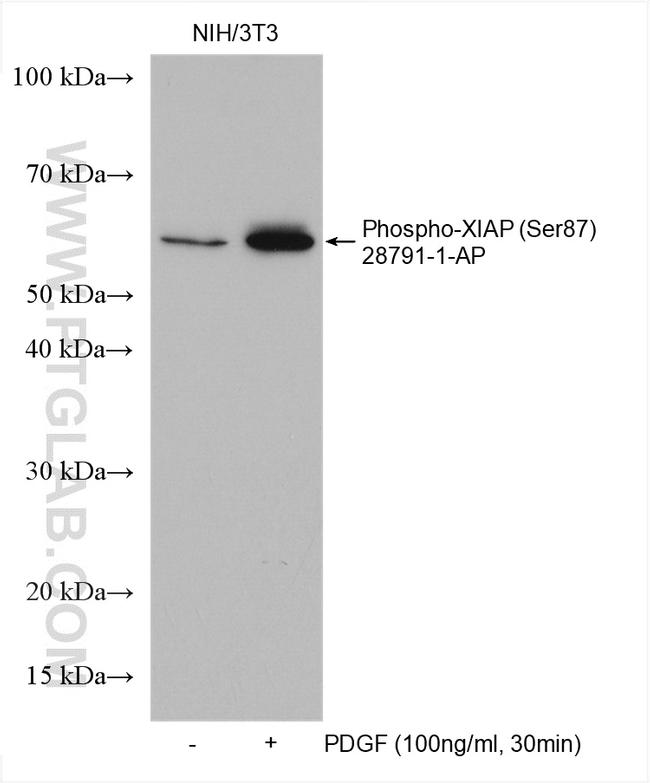 Phospho-XIAP (Ser87) Antibody in Western Blot (WB)