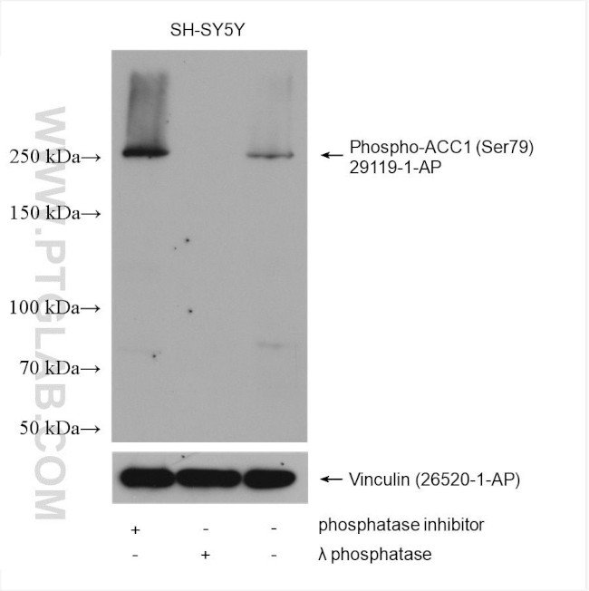 Phospho-ACC1 (Ser79) Antibody in Western Blot (WB)
