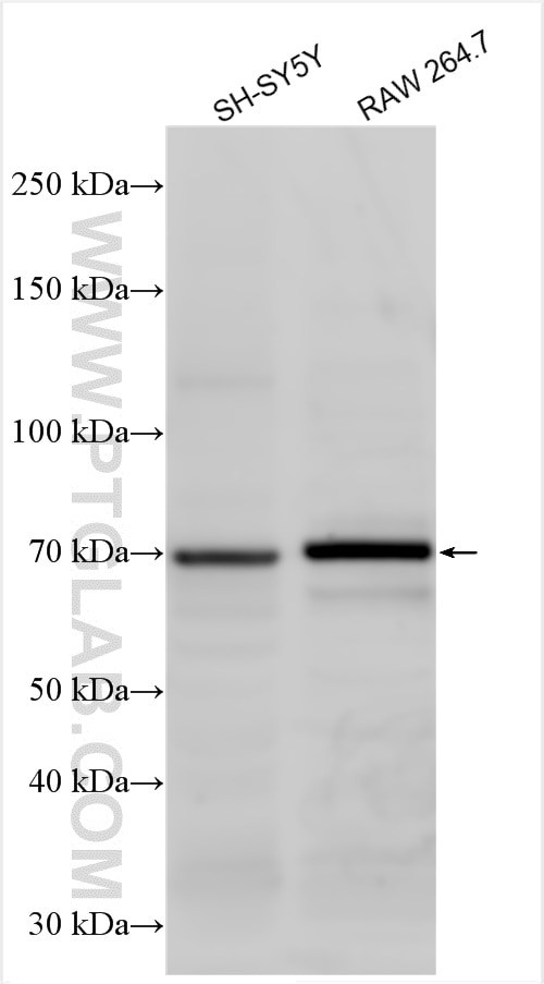 Serotonin transporter Antibody in Western Blot (WB)
