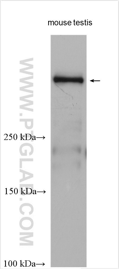 DYNC2H1 Antibody in Western Blot (WB)