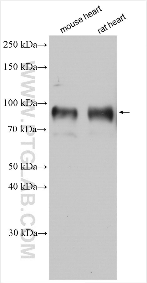 NHE1 Antibody in Western Blot (WB)