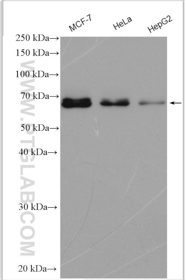 CDT1 Antibody in Western Blot (WB)