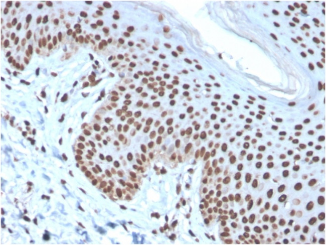 Histone H1 (Pan Nuclear Marker) Antibody in Immunohistochemistry (Paraffin) (IHC (P))