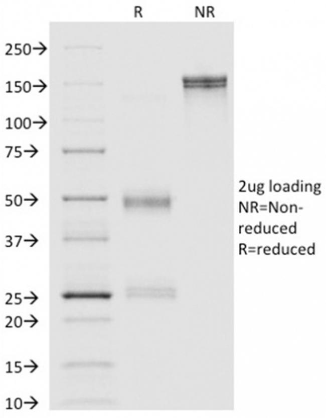 Annexin A1 Antibody in SDS-PAGE (SDS-PAGE)