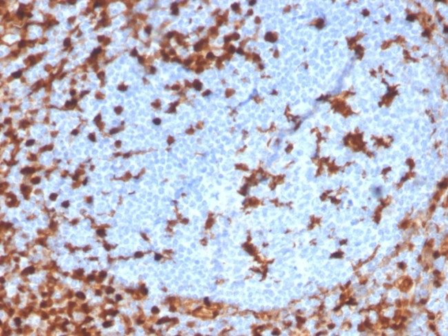Annexin A1 Antibody in Immunohistochemistry (Paraffin) (IHC (P))