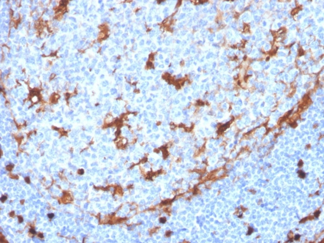 Annexin A1 Antibody in Immunohistochemistry (Paraffin) (IHC (P))