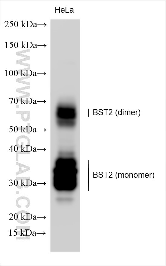 BST2 Antibody in Western Blot (WB)