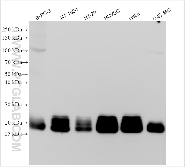 CD59 Antibody in Western Blot (WB)