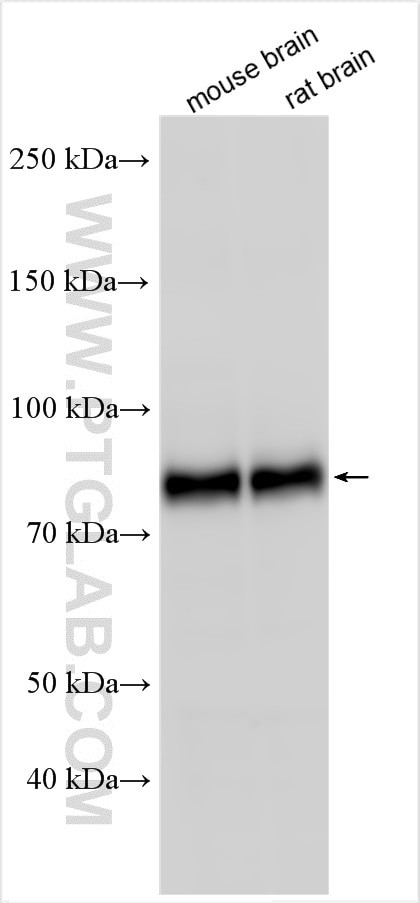 TRIM46 Antibody in Western Blot (WB)