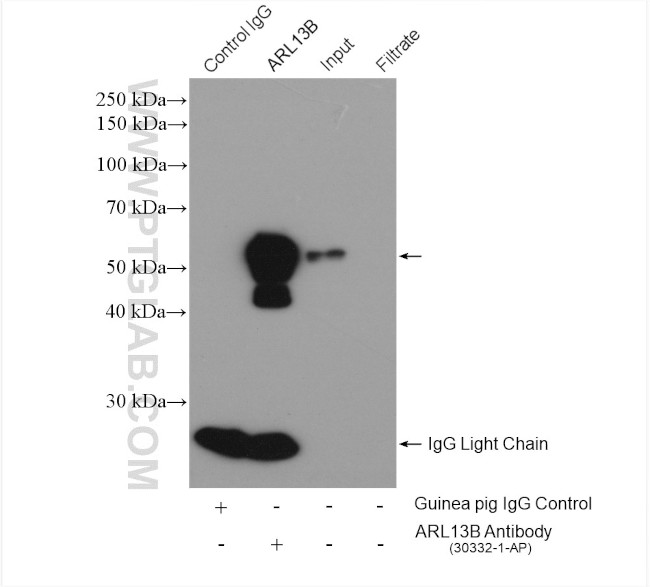 ARL13B Antibody in Immunoprecipitation (IP)