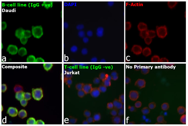 Human IgG (H+L) Cross-Adsorbed Secondary Antibody in Immunocytochemistry (ICC/IF)