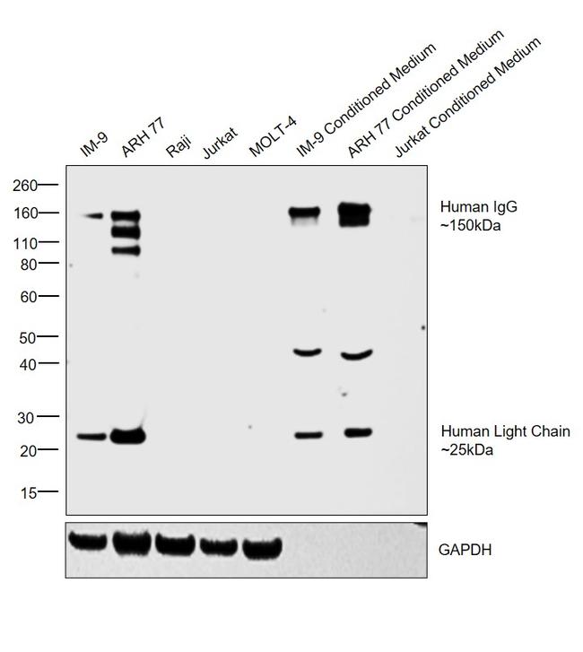 Human IgG (H+L) Cross-Adsorbed Secondary Antibody in Western Blot (WB)