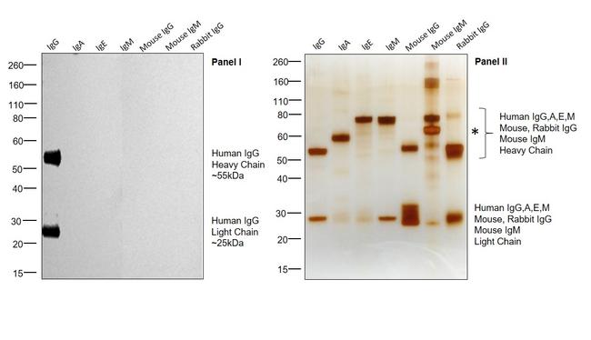 Human IgG (H+L) Cross-Adsorbed Secondary Antibody in Western Blot (WB)