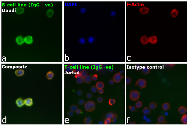 Human IgG F(ab')2 Cross-Adsorbed Secondary Antibody in Immunocytochemistry (ICC/IF)