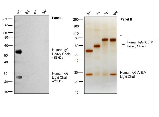 Human IgG (H+L) Cross-Adsorbed Secondary Antibody in Western Blot (WB)