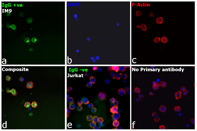 Human IgG Fc gamma Secondary Antibody in Immunocytochemistry (ICC/IF)