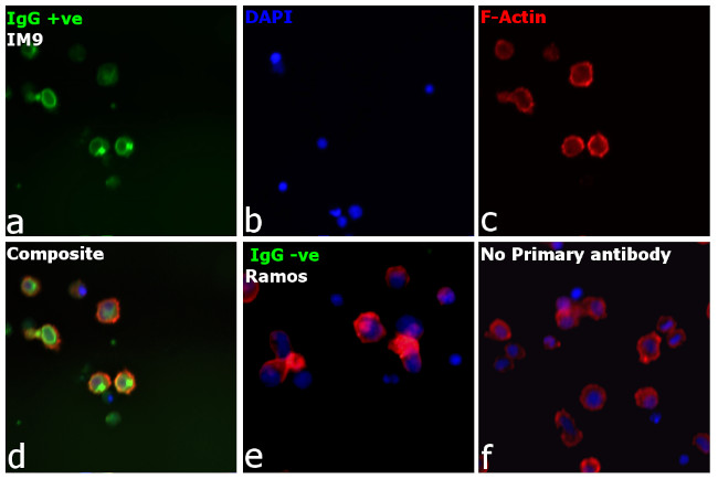 Human IgG Fc gamma Secondary Antibody