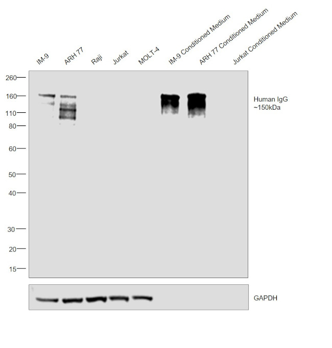 Human IgG Fc gamma Secondary Antibody