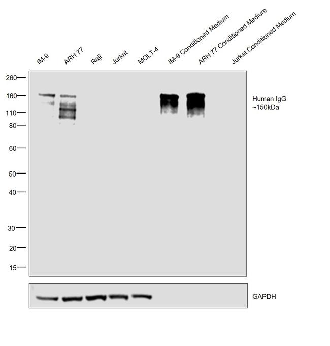 Human IgG Fc gamma Secondary Antibody in Western Blot (WB)