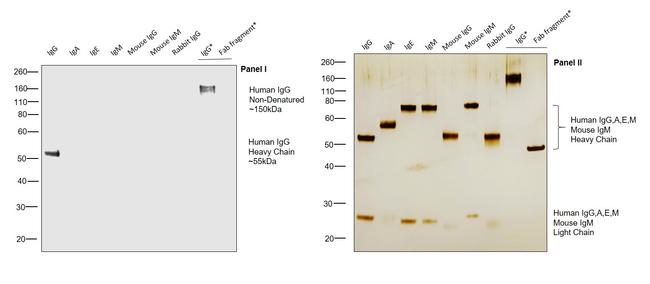 Human IgG Fc gamma Secondary Antibody in Western Blot (WB)