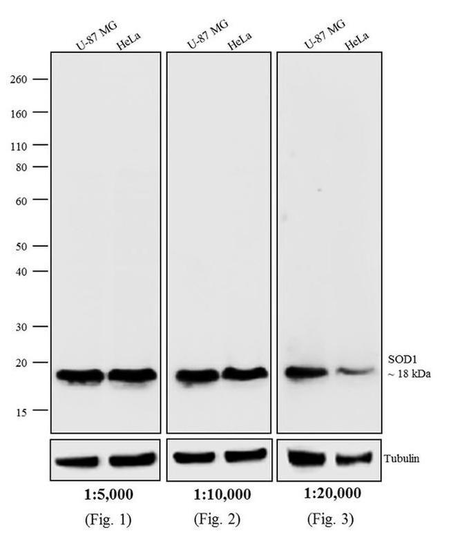 Mouse IgG Fc Secondary Antibody in Western Blot (WB)