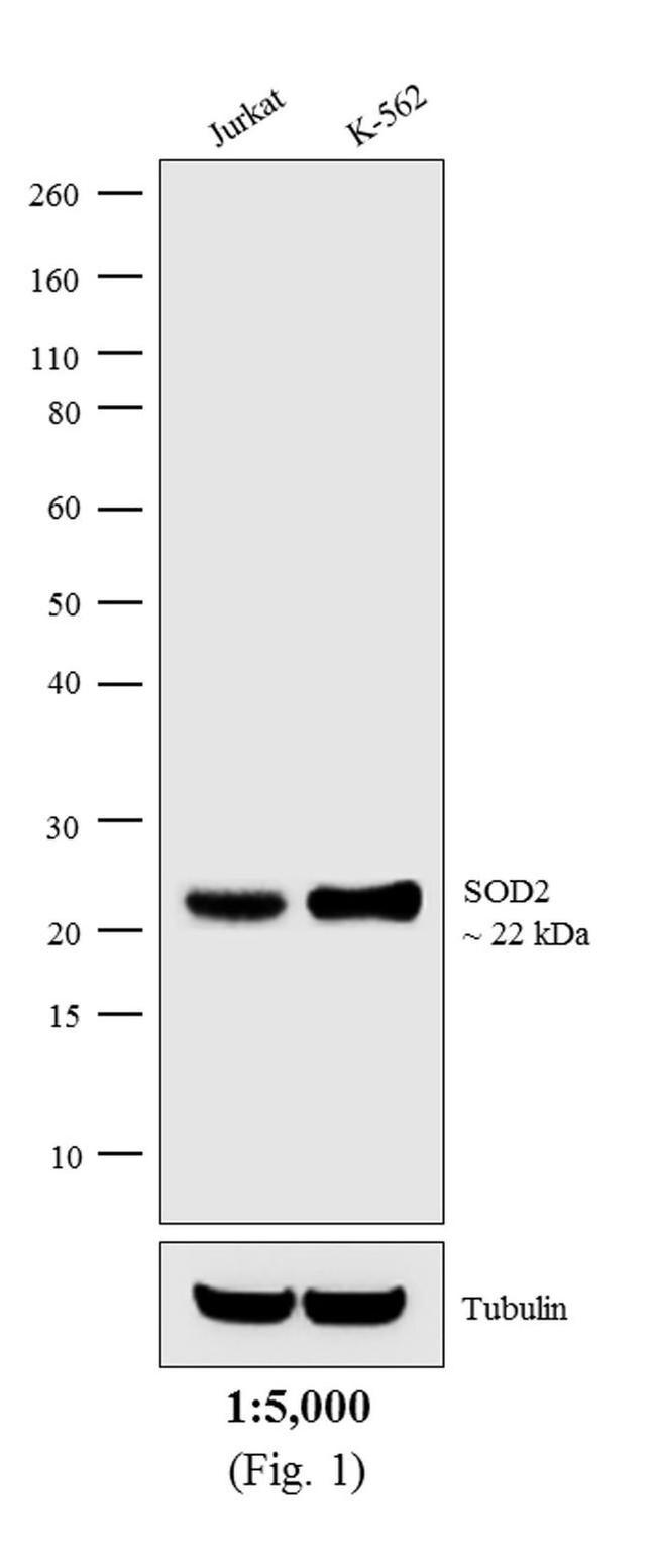 Mouse IgG (H+L) Cross-Adsorbed Secondary Antibody in Western Blot (WB)