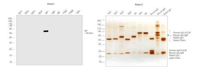 Human IgA (Heavy chain) Secondary Antibody