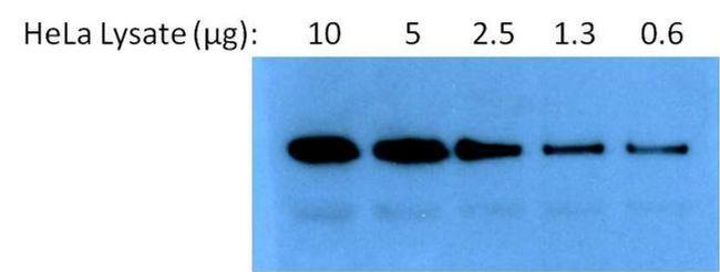 Rabbit IgG (H+L) Secondary Antibody in Western Blot (WB)