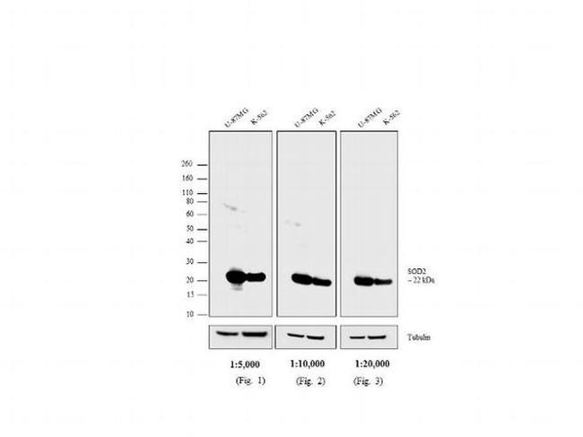 Mouse IgG Fc Secondary Antibody in Western Blot (WB)