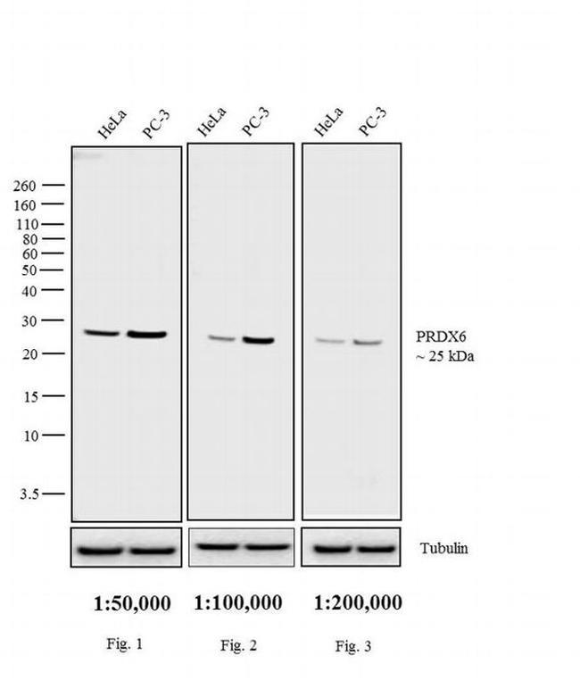 Rabbit IgG (H+L) Secondary Antibody in Western Blot (WB)