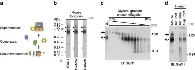 NMDAR1 Antibody in Western Blot (WB)