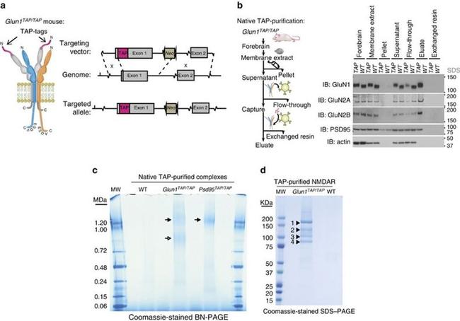 NMDAR1 Antibody in Western Blot (WB)